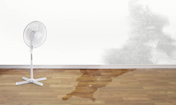 Best Professional water damage repair  in Shakopee, MN